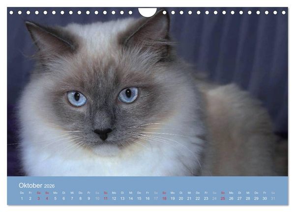 Produktbild: Engel auf 4 Pfoten - Ragdolls 2026 (Wandkalender 2026 DIN A4 quer), CALVENDO Monatskalender