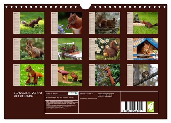 Produktbild: Eichh&ouml;rnchen. Wo sind blo&szlig; die N&uuml;sse? (Wandkalender 2026 DIN A4 quer), CALVENDO Monatskalender