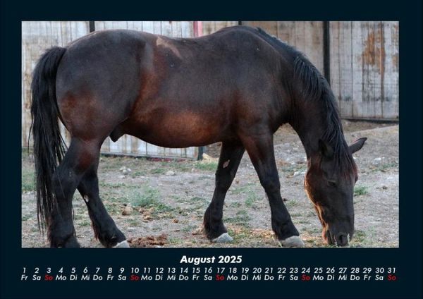 Produktbild: Die Welt der Pferde 2025 Fotokalender DIN A4