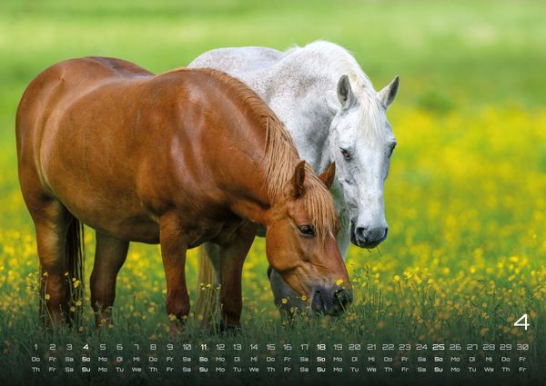 Produktbild: Pferdegefl&uuml;ster - Der Pferdekalender - 2027 - Kalender DIN A2