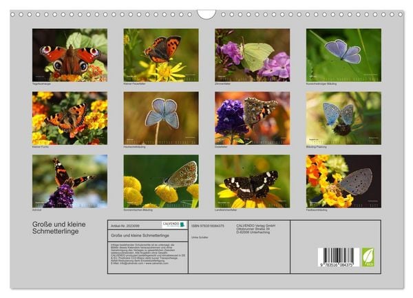 Produktbild: Gro&szlig;e und kleine Schmetterlinge (Wandkalender 2026 DIN A3 quer), CALVENDO Monatskalender