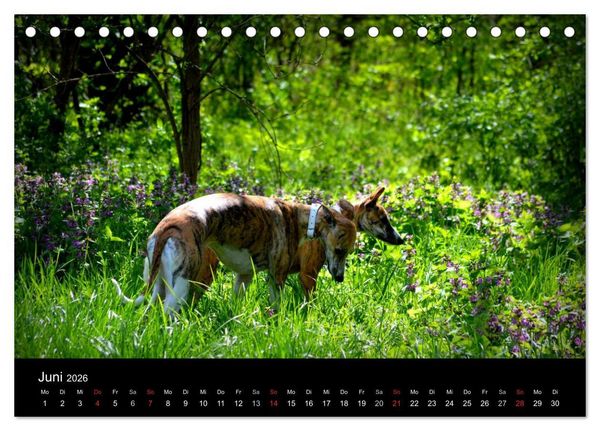 Produktbild: Whippet 2026 (Tischkalender 2026 DIN A5 quer), CALVENDO Monatskalender