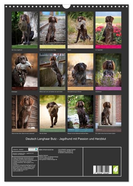 Produktbild: Deutsch Langhaar Butz - Jagdhund mit Passion und Herzblut (Wandkalender 2026 DIN A3 hoch), CALVENDO Monatskalender
