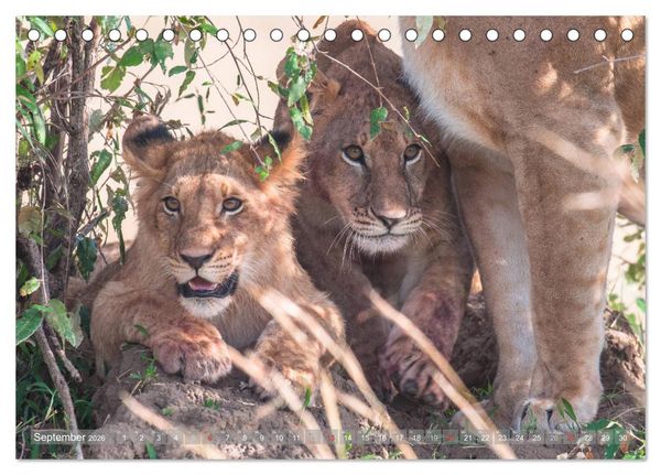 Produktbild: L&ouml;wen - Raubkatzen Afrikas (Tischkalender 2026 DIN A5 quer), CALVENDO Monatskalender