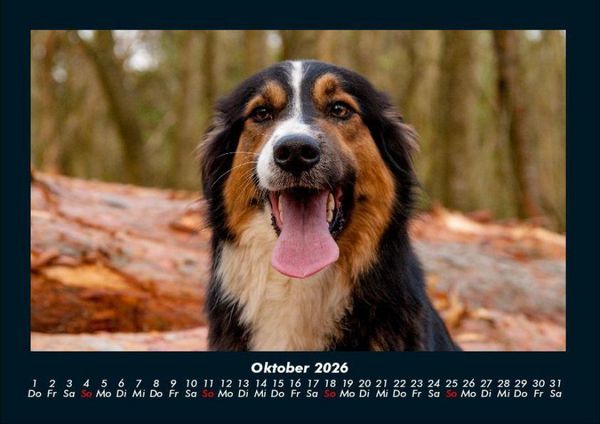 Produktbild: Hundezauber 2026 Fotokalender DIN A4