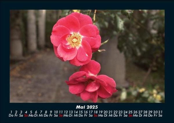 Produktbild: Blumentr&auml;ume 2025 Fotokalender DIN A5