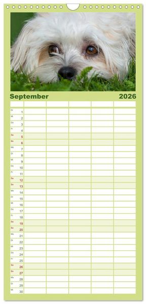 Produktbild: Familienplaner 2026 - Kobolde auf 4 Pfoten - Bolonka Zwetna mit 5 Spalten (Wandkalender, 21 x 45 cm) CALVENDO