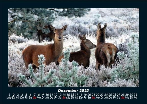 Produktbild: Tierkalender 2025 Fotokalender DIN A5