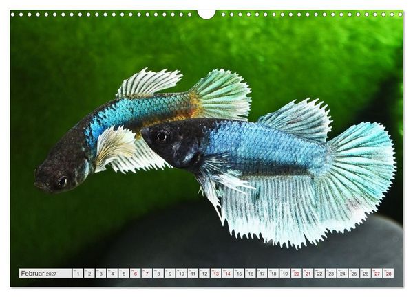 Produktbild: Beliebte Fische der Welt (Wandkalender 2027 DIN A3 quer), CALVENDO Monatskalender