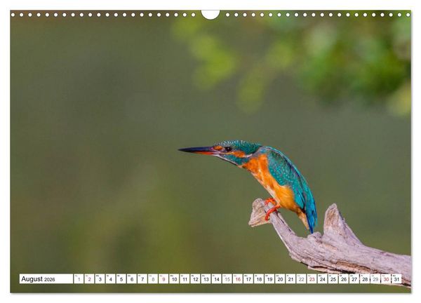 Produktbild: Eisv&ouml;gel (Alcedo atthis) - Edelsteine der Natur (Wandkalender 2026 DIN A3 quer), CALVENDO Monatskalender