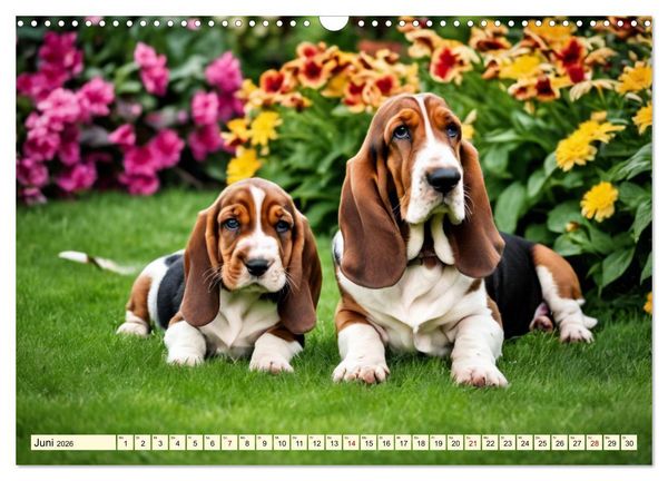 Produktbild: Basset Hound - unverkennbar (Wandkalender 2026 DIN A3 quer), CALVENDO Monatskalender