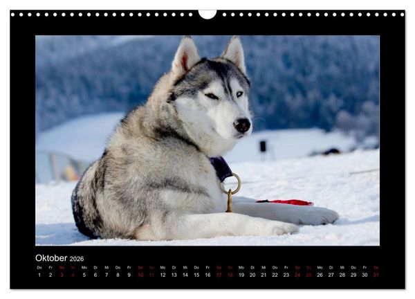 Produktbild: Huskys im Schnee (Wandkalender 2026 DIN A3 quer), CALVENDO Monatskalender