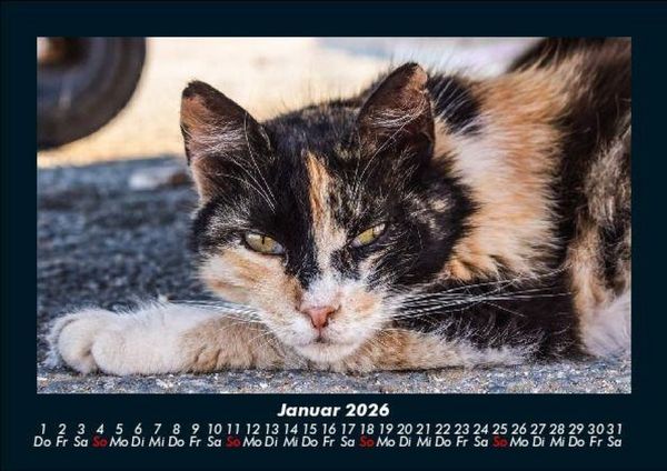 Produktbild: F&uuml;r Katzenfreunde 2026 Fotokalender DIN A5