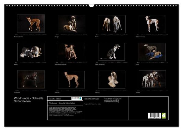 Produktbild: Windhunde - Schnelle Sch&ouml;nheiten (Wandkalender 2026 DIN A2 quer), CALVENDO Monatskalender
