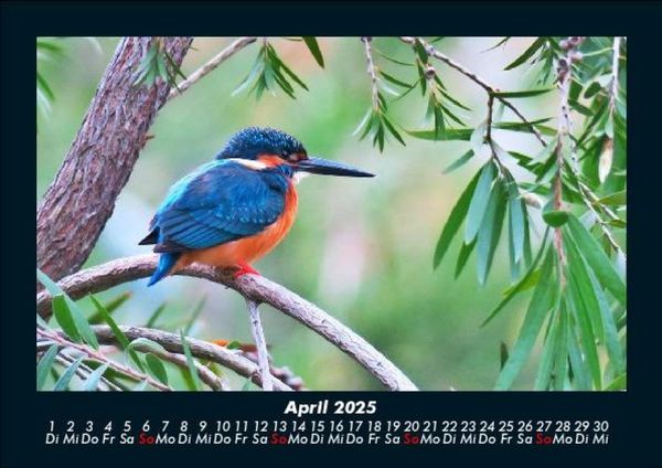 Produktbild: Vogelparadies 2025 Fotokalender DIN A5