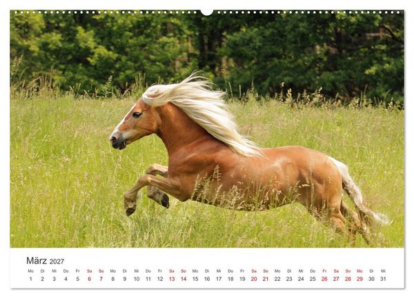 Produktbild: Haflinger - blonde Sch&ouml;nheiten (Wandkalender 2027 DIN A2 quer), CALVENDO Monatskalender
