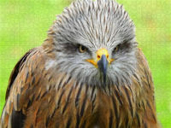 CALVENDO Puzzle Adler 1000 Teile Lege-Größe 640 x 480 cm Foto-Puzzle Bild von Dagmar Kolatschke