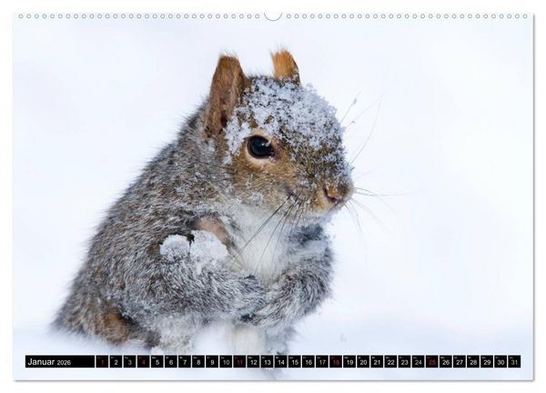 Produktbild: EICHH&Ouml;RNCHEN (hochwertiger Premium Wandkalender 2026 DIN A2 quer), Kunstdruck in Hochglanz