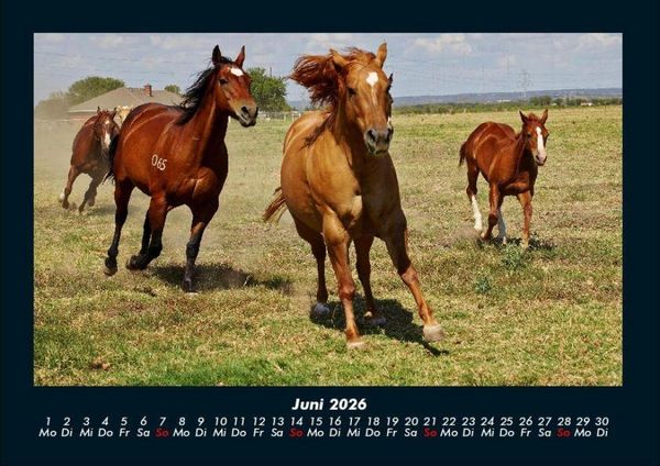 Produktbild: Die Welt der Pferde 2026 Fotokalender DIN A4
