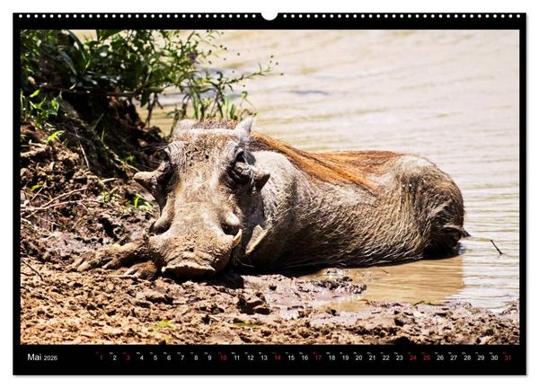 Produktbild: S&Uuml;DAFRIKA Augenblicke (Wandkalender 2026 DIN A2 quer), CALVENDO Monatskalender