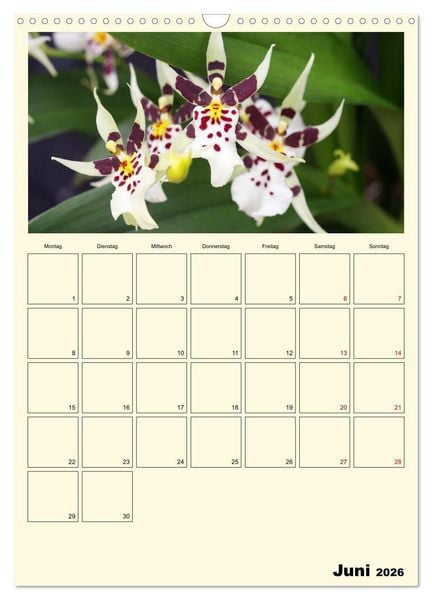 Produktbild: Orchideentr&auml;ume (Wandkalender 2026 DIN A3 hoch), CALVENDO Monatskalender