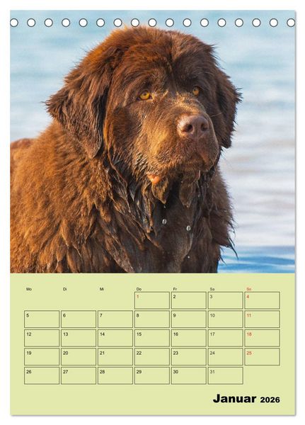 Produktbild: B&auml;rige Freunde - Familienplaner Brauner Neufundl&auml;nder (Tischkalender 2026 DIN A5 hoch), CALVENDO Monatskalender