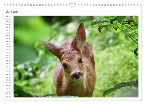 Produktbild: Rehkitze, zierliche Sch&ouml;nheiten mit gro&szlig;en, sanften Augen (Wandkalender 2026 DIN A3 quer), CALVENDO Monatskalender