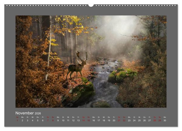 Produktbild: Waldgeheimnisse (hochwertiger Premium Wandkalender 2026 DIN A2 quer), Kunstdruck in Hochglanz