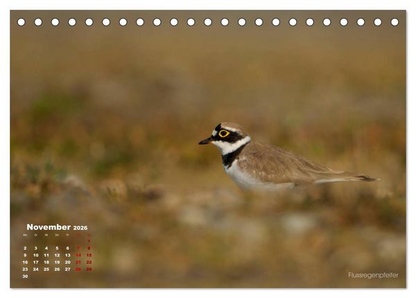 Produktbild: Wattv&ouml;gel an der Friesischen IJsselmeerk&uuml;ste (Tischkalender 2026 DIN A5 quer), CALVENDO Monatskalender