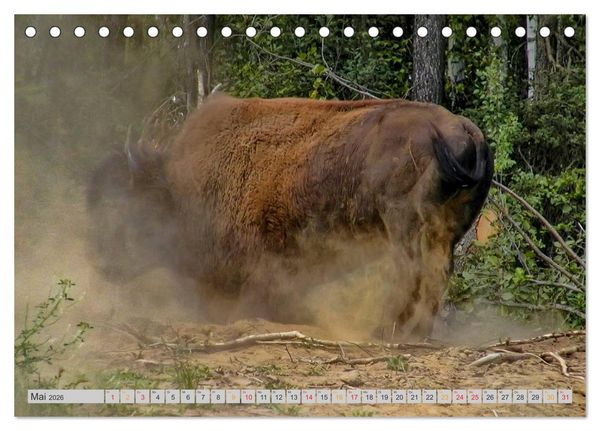 Produktbild: Bison und Wisent - Riesen mit unb&auml;ndiger Kraft (Tischkalender 2026 DIN A5 quer), CALVENDO Monatskalender