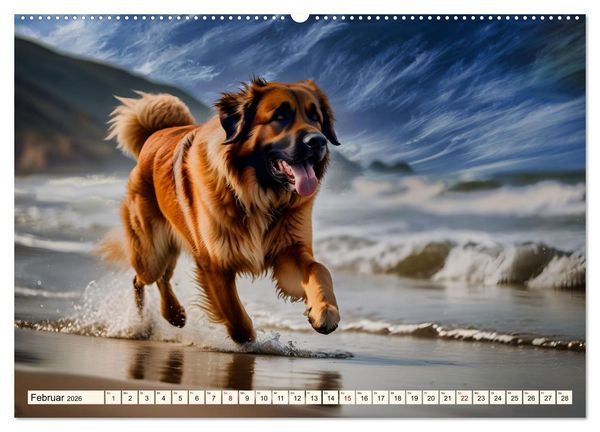 Produktbild: Leonberger - der zahme L&ouml;we (hochwertiger Premium Wandkalender 2026 DIN A2 quer), Kunstdruck in Hochglanz