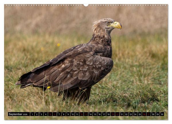 Produktbild: Seeadler in Polen (Wandkalender 2026 DIN A2 quer), CALVENDO Monatskalender