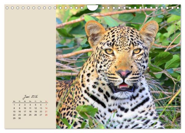 Produktbild: Leoparden. Geschmeidig, kr&auml;ftig und klug (Wandkalender 2026 DIN A4 quer), CALVENDO Monatskalender