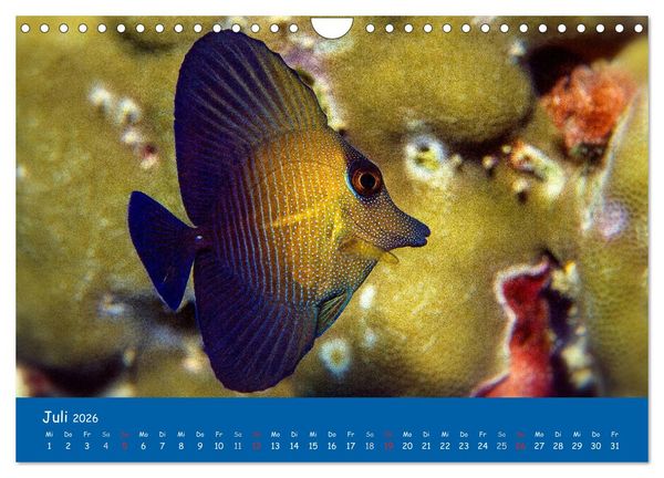 Produktbild: Unterwasserwelten (Wandkalender 2026 DIN A4 quer), CALVENDO Monatskalender