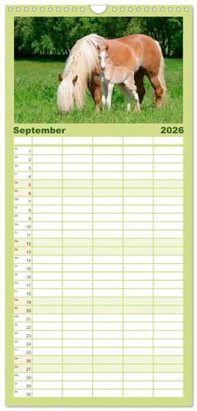 Produktbild: Familienplaner 2026 - Haflinger Fohlen mit 5 Spalten (Wandkalender, 21 x 45 cm) CALVENDO