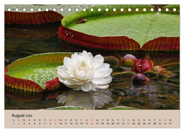 Produktbild: Brasilien. Impressionen (Tischkalender 2026 DIN A5 quer), CALVENDO Monatskalender
