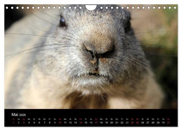 Produktbild: Murmeltiere (Wandkalender 2026 DIN A4 quer), CALVENDO Monatskalender