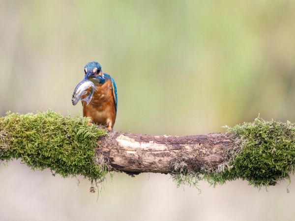 Produktbild: CALVENDO Puzzle Eisvogel mit Fisch im Schnabel | 1000 Teile Lege-Gr&ouml;&szlig;e 64x48cm Foto-Puzzle f&uuml;r gl&uuml;ckliche Stunden