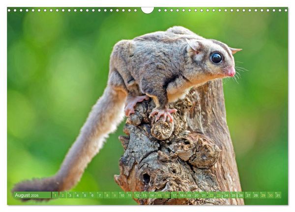 Produktbild: Leben im Dschungel: Der Regenwald ist ein Paradies f&uuml;r Tiere (Wandkalender 2026 DIN A3 quer), CALVENDO Monatskalender