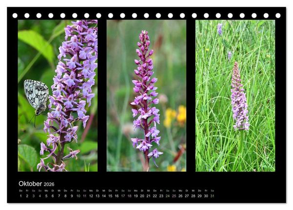 Produktbild: Heimische Orchideen im Dreierpack (Tischkalender 2026 DIN A5 quer), CALVENDO Monatskalender