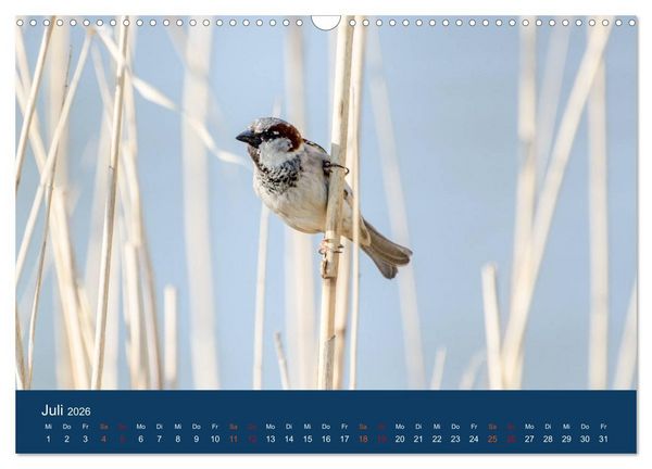 Produktbild: Spatzen-Kalender (Wandkalender 2026 DIN A3 quer), CALVENDO Monatskalender