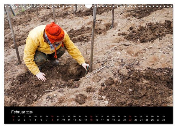 Produktbild: Das Jahr im Weinberg (Wandkalender 2026 DIN A3 quer), CALVENDO Monatskalender