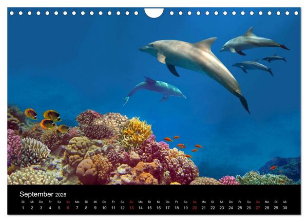 Produktbild: Meeres Sch&ouml;nheiten (Wandkalender 2026 DIN A4 quer), CALVENDO Monatskalender