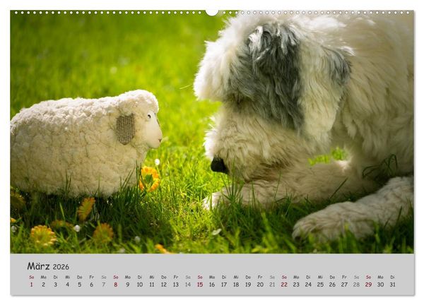 Produktbild: Ein Bobtail namens Miles (Wandkalender 2026 DIN A2 quer), CALVENDO Monatskalender