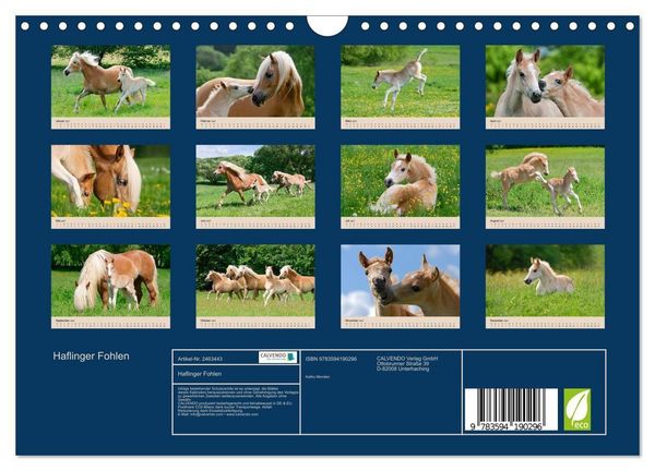Produktbild: Haflinger Fohlen (Wandkalender 2027 DIN A4 quer), CALVENDO Monatskalender
