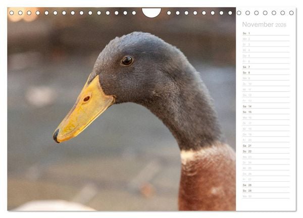 Produktbild: Laufenten - tierisch liebenswerte Zeitgenossen (Wandkalender 2026 DIN A4 quer), CALVENDO Monatskalender