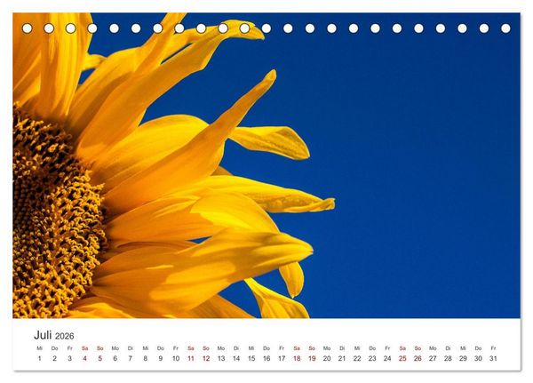 Produktbild: Sonnenblumen - Erstrahlen im freundlichen Gelb. (Tischkalender 2026 DIN A5 quer), CALVENDO Monatskalender