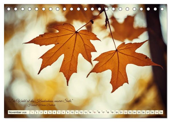 Produktbild: Waldbaden - Shinrin Yoku (Tischkalender 2026 DIN A5 quer), CALVENDO Monatskalender