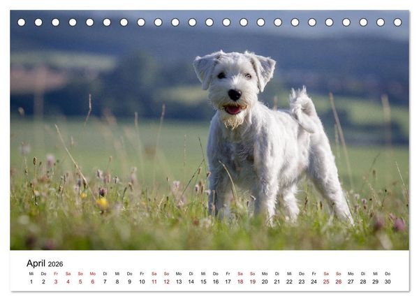 Produktbild: Schnauzer... von Zwergen und Riesen 2026 (Tischkalender 2026 DIN A5 quer), CALVENDO Monatskalender