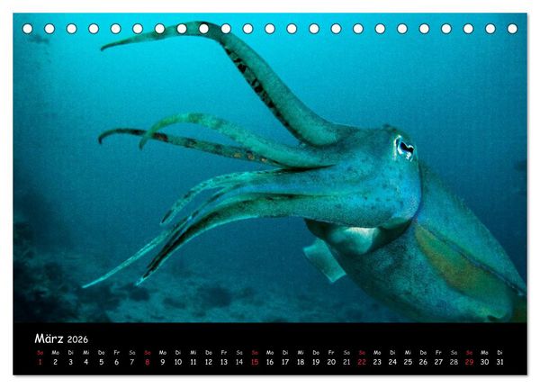 Produktbild: Die Welt unter Wasser (Tischkalender 2026 DIN A5 quer), CALVENDO Monatskalender